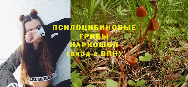 Псилоцибиновые грибы Psilocybine cubensis Нальчик